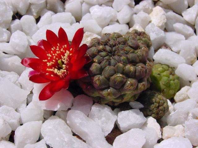 Sulcorebutia_pulchra